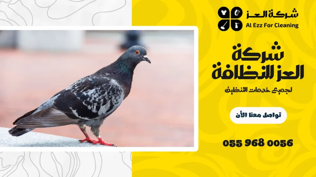 ارخص شركة مكافحة الحمام في دبي