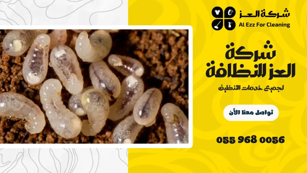 ارخص شركة مكافحة الرمة في دبي