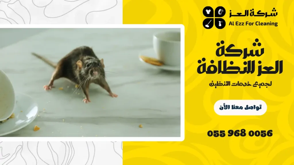 ارخص شركة مكافحة فئران في دبي