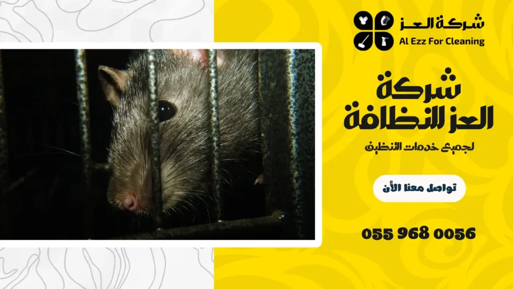 افضل شركة مكافحة فئران في دبي