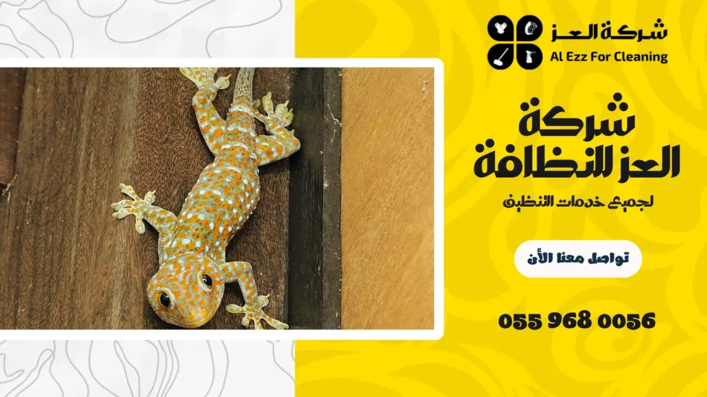 شركة مكافحة الطيطار في دبي رخيصة