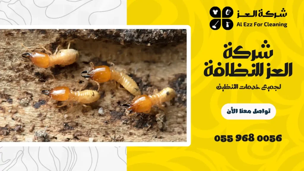 شركة مكافحة النمل الأبيض في دبي