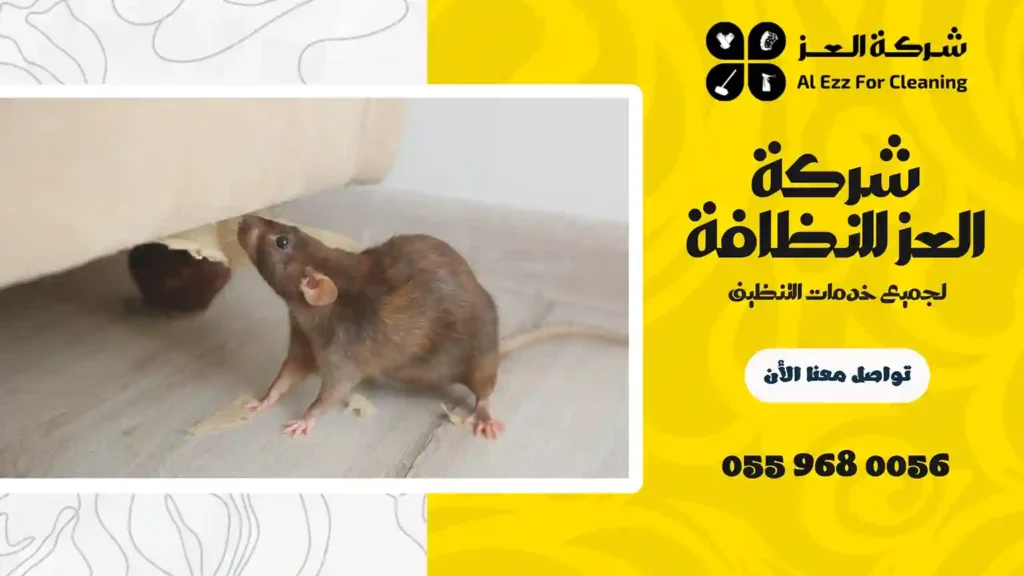 شركة مكافحة الفئران في الشارقة على الفور