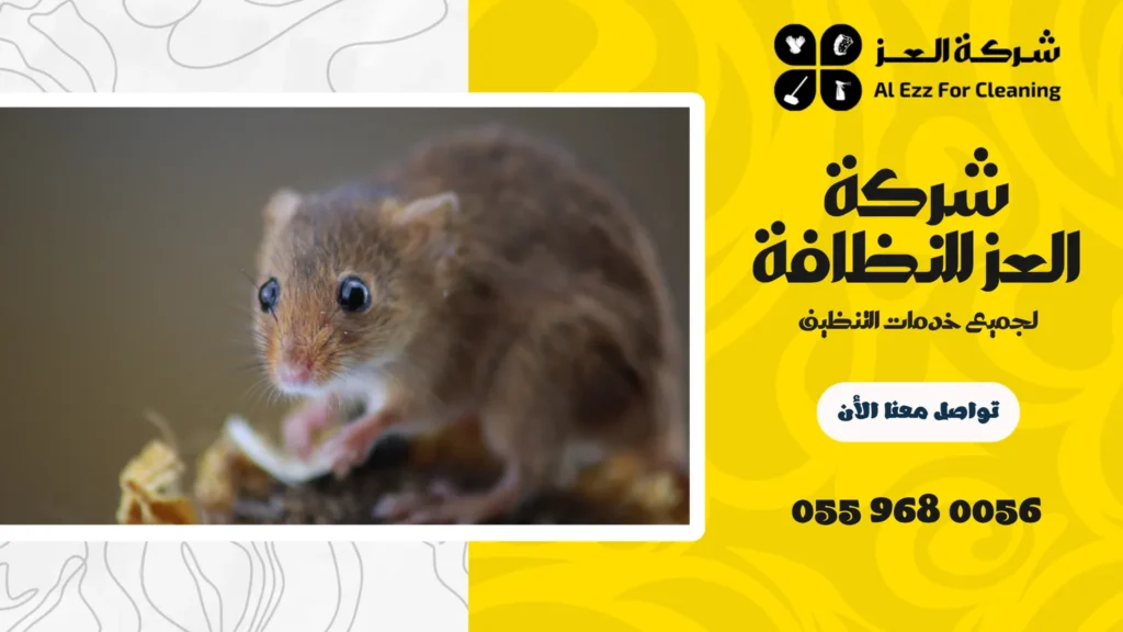 أفضل شركة مكافحة فئران في عجمان