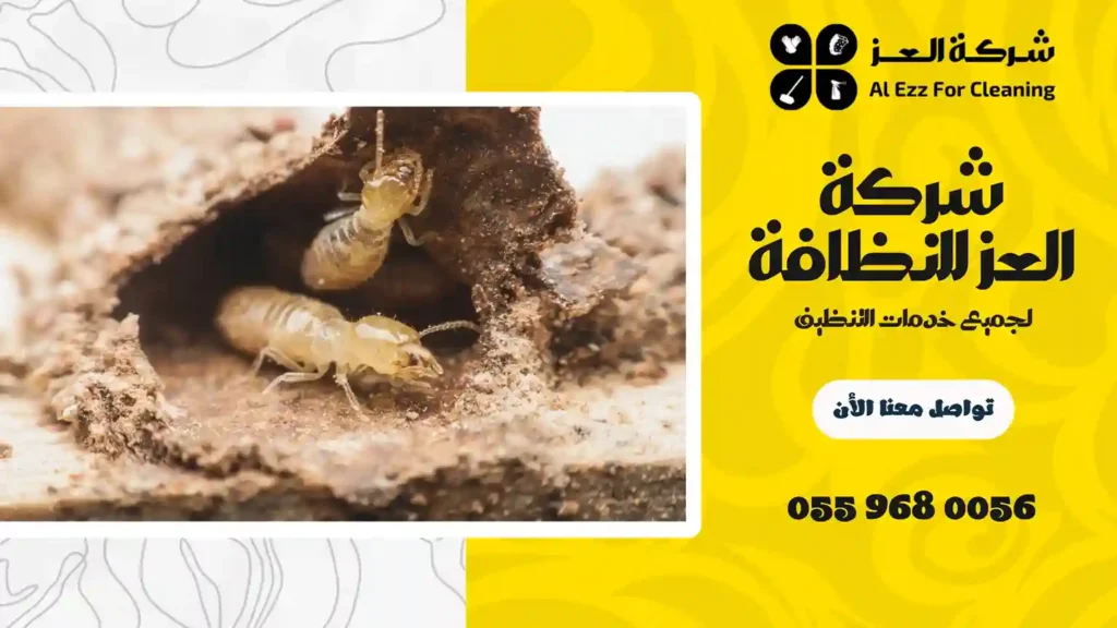 ارخص شركة مكافحة الرمة في عجمان
