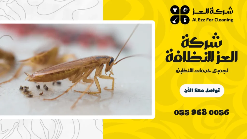 ارخص شركة مكافحة صراصير في عجمان