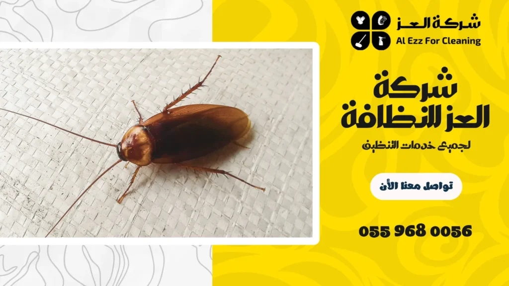 افضل شركة مكافحة صراصير في عجمان