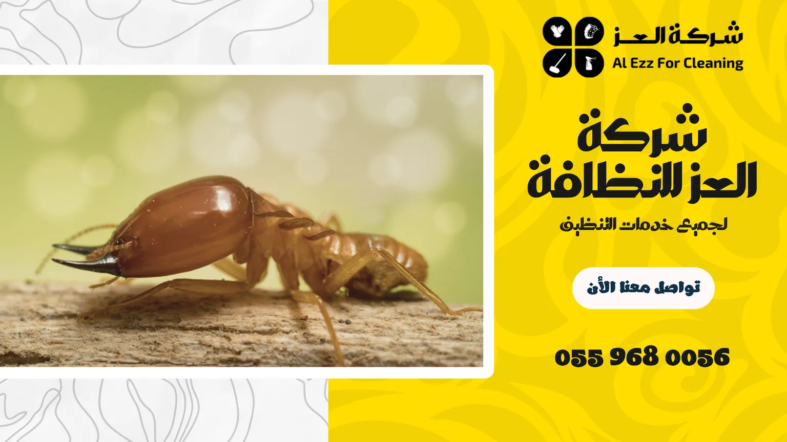 شركة مكافحة النمل الأبيض في العين