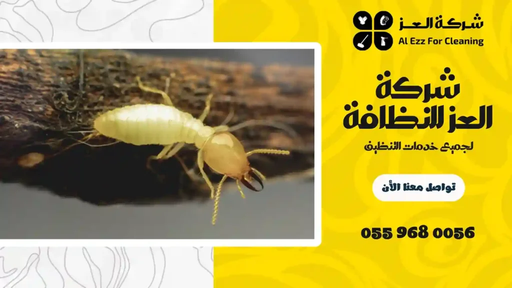 شركة مكافحة النمل الأبيض في عجمان