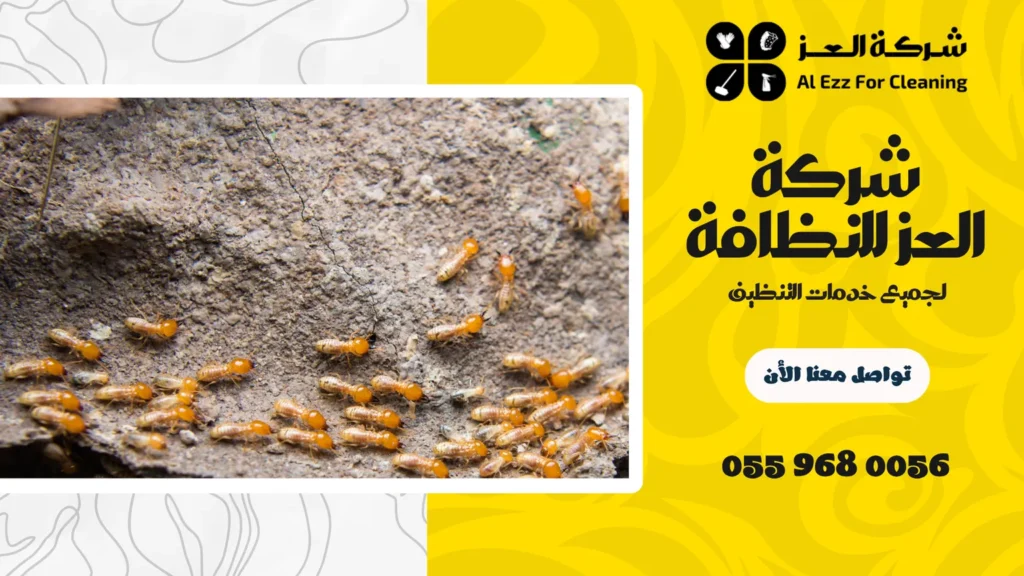 شركة مكافحة النمل الابيض في العين