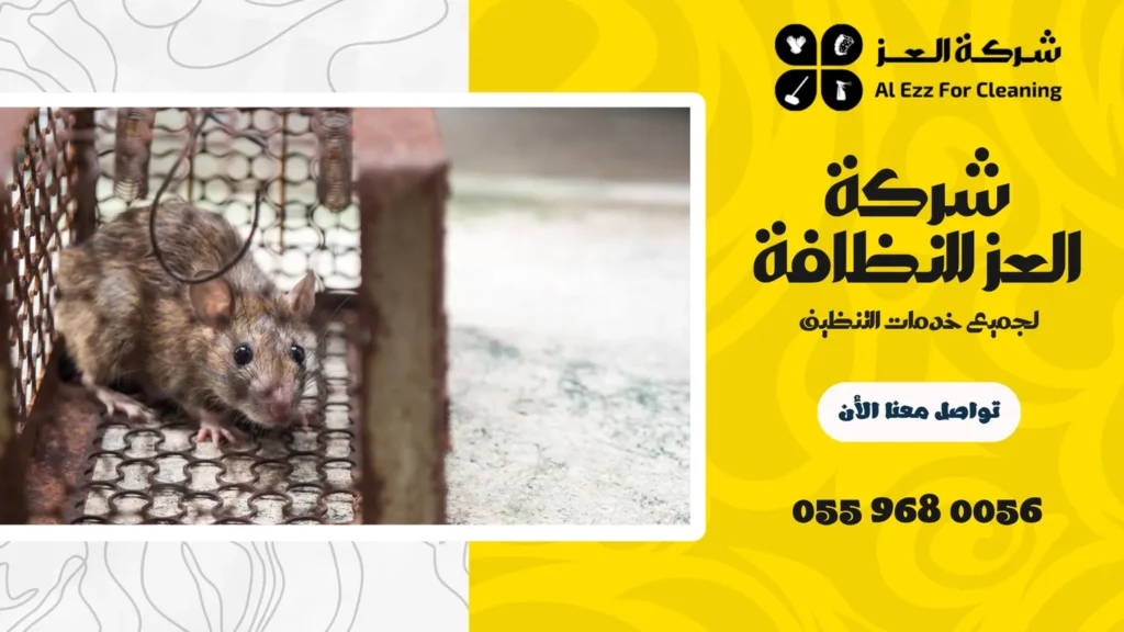 شركة مكافحة جرذان في عجمان