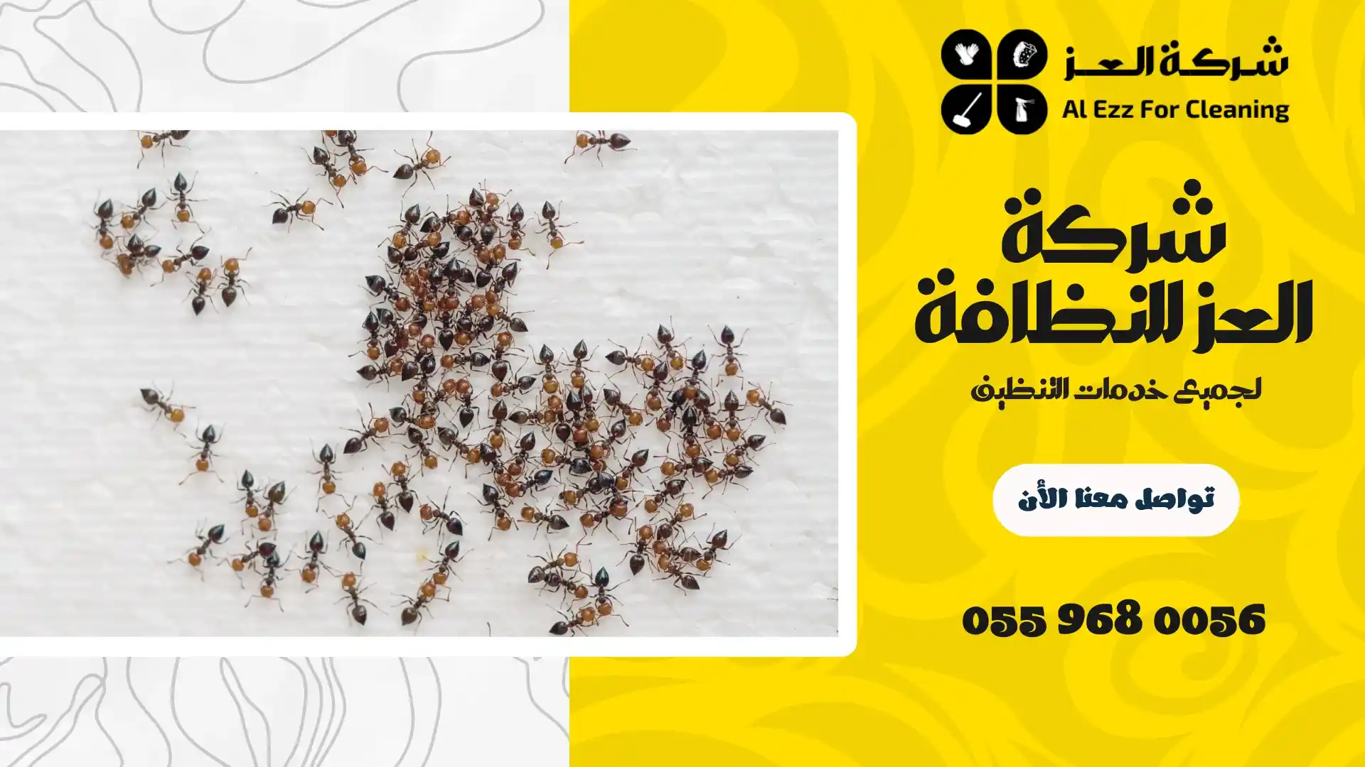 شركة مكافحة حشرات في أبوظبي