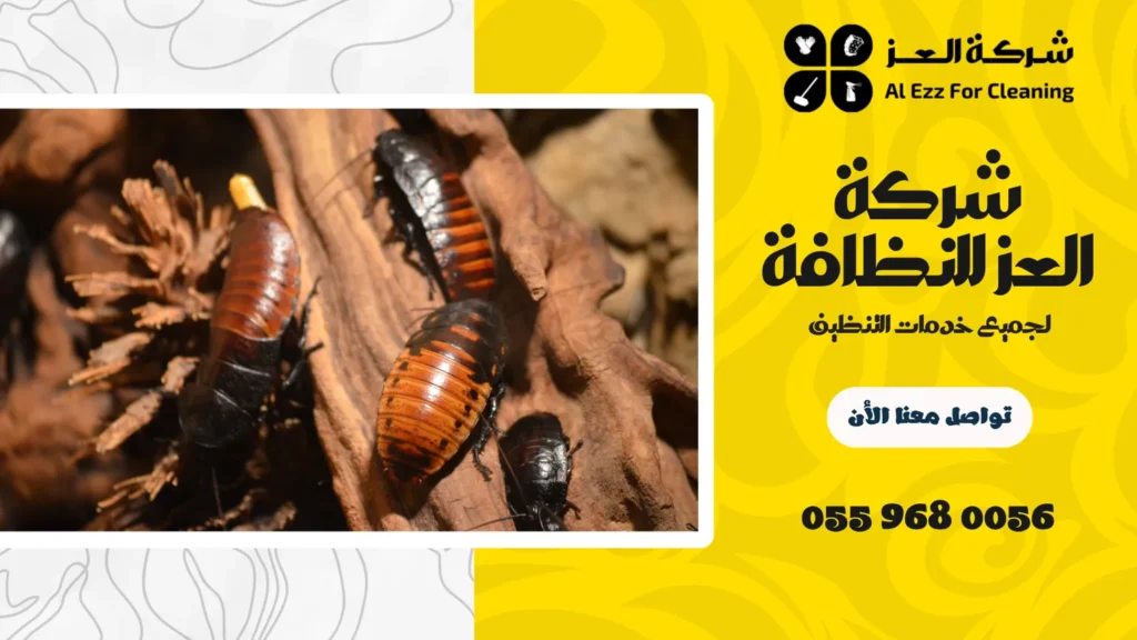 شركة مكافحة صراصير المطابخ في عجمان