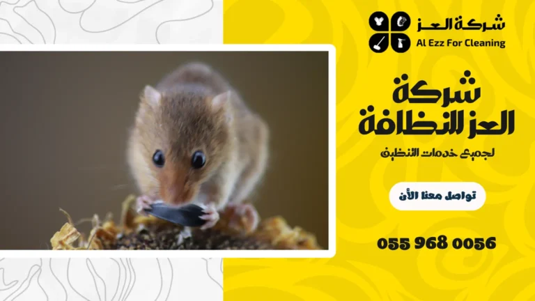 شركة مكافحة فئران في عجمان