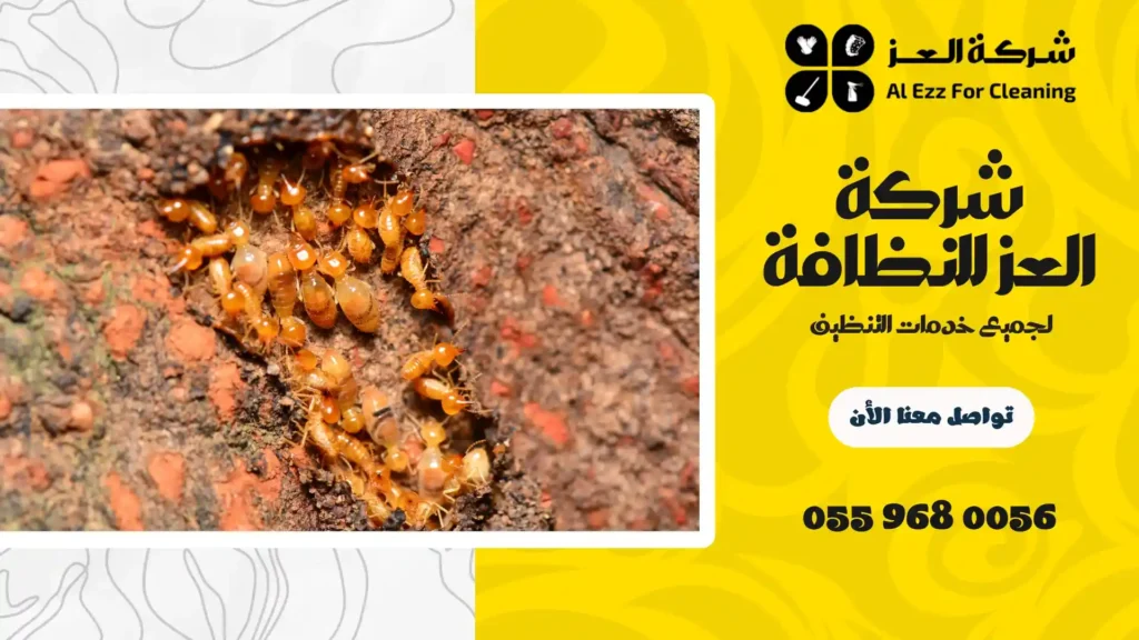 ارخص شركة مكافحة الرمة في الفجيرة