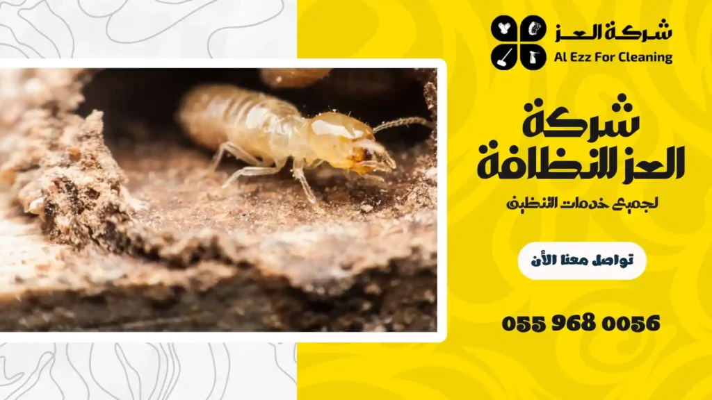 ارخص شركة مكافحة الرمة في ام القيوين