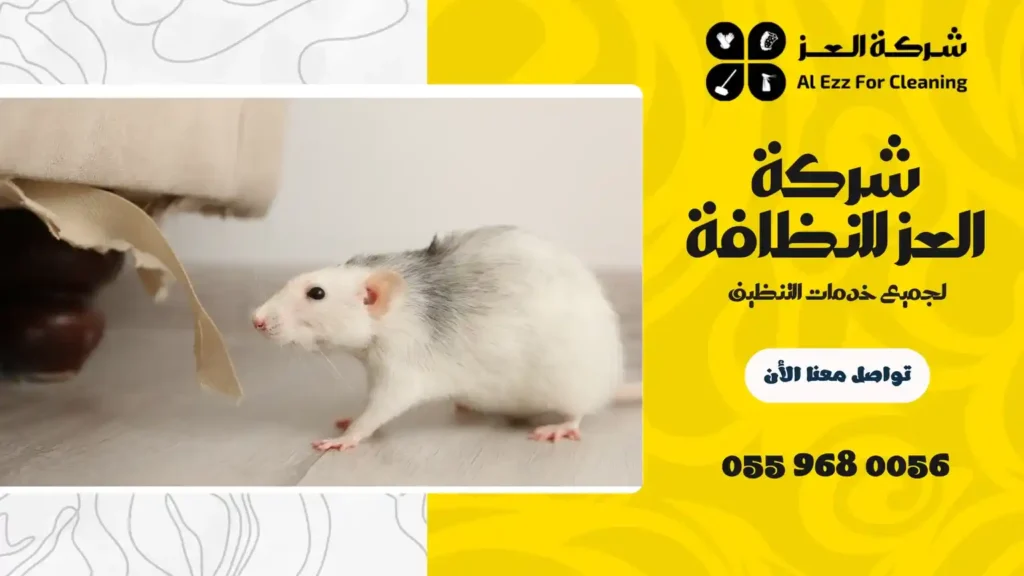 افضل شركة مكافحة الفئران في ام القيوين