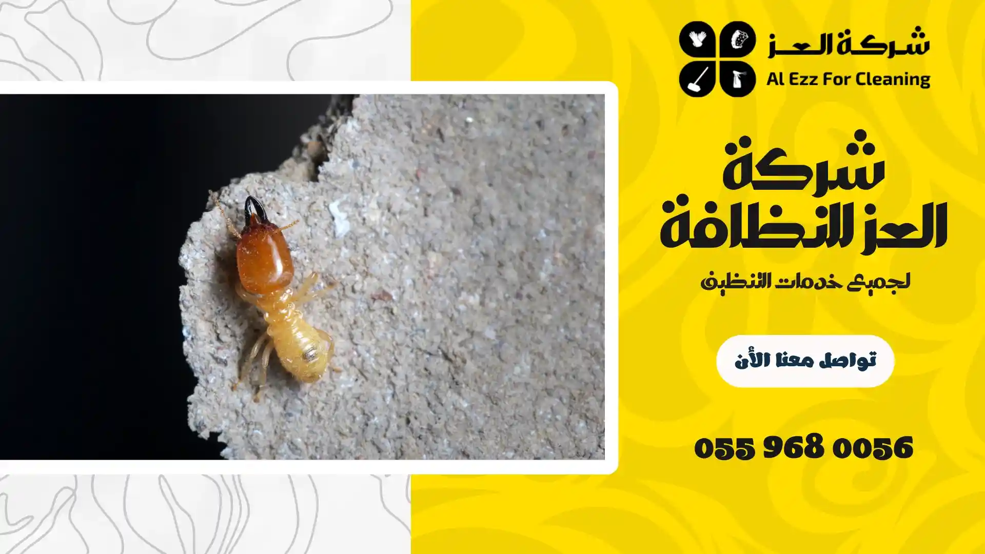 شركة مكافحة النمل الأبيض في ام القيوين