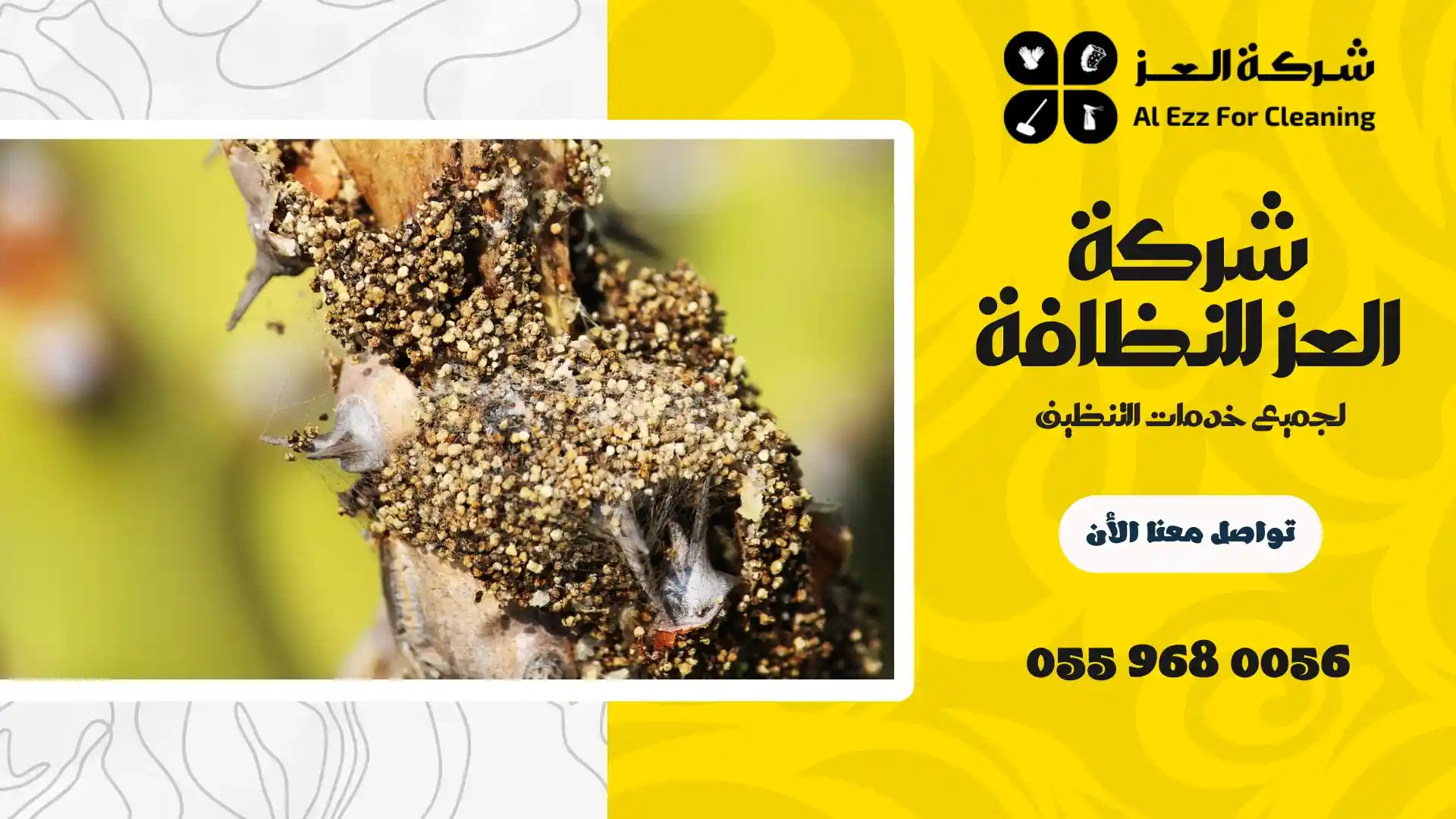 شركة مكافحة النمل الابيض في الفجيرة