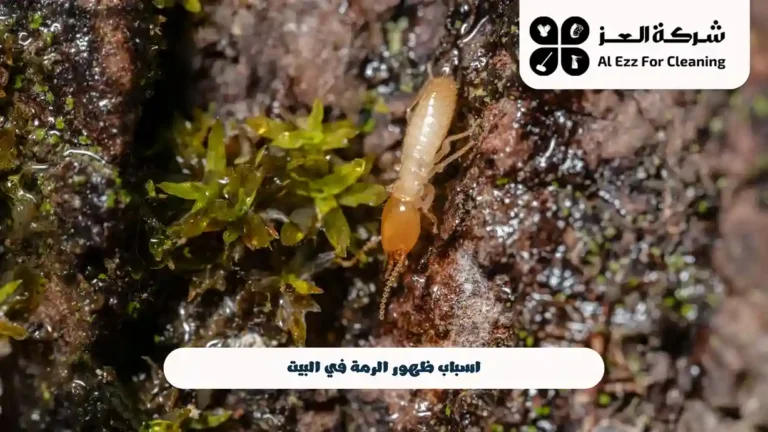 أسباب ظهور الرمة في البيت
