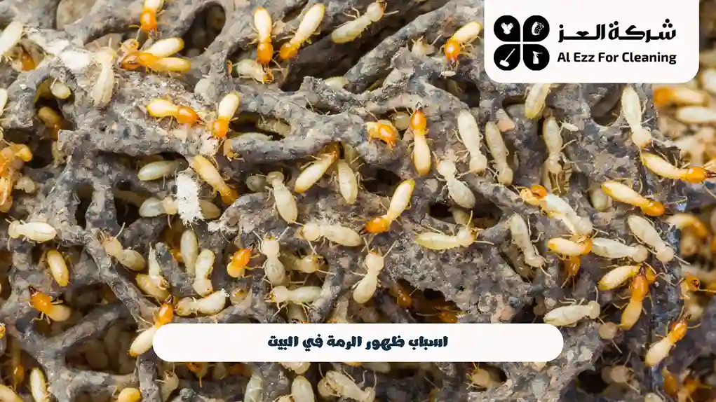 أسباب ظهور الرمة في البيت