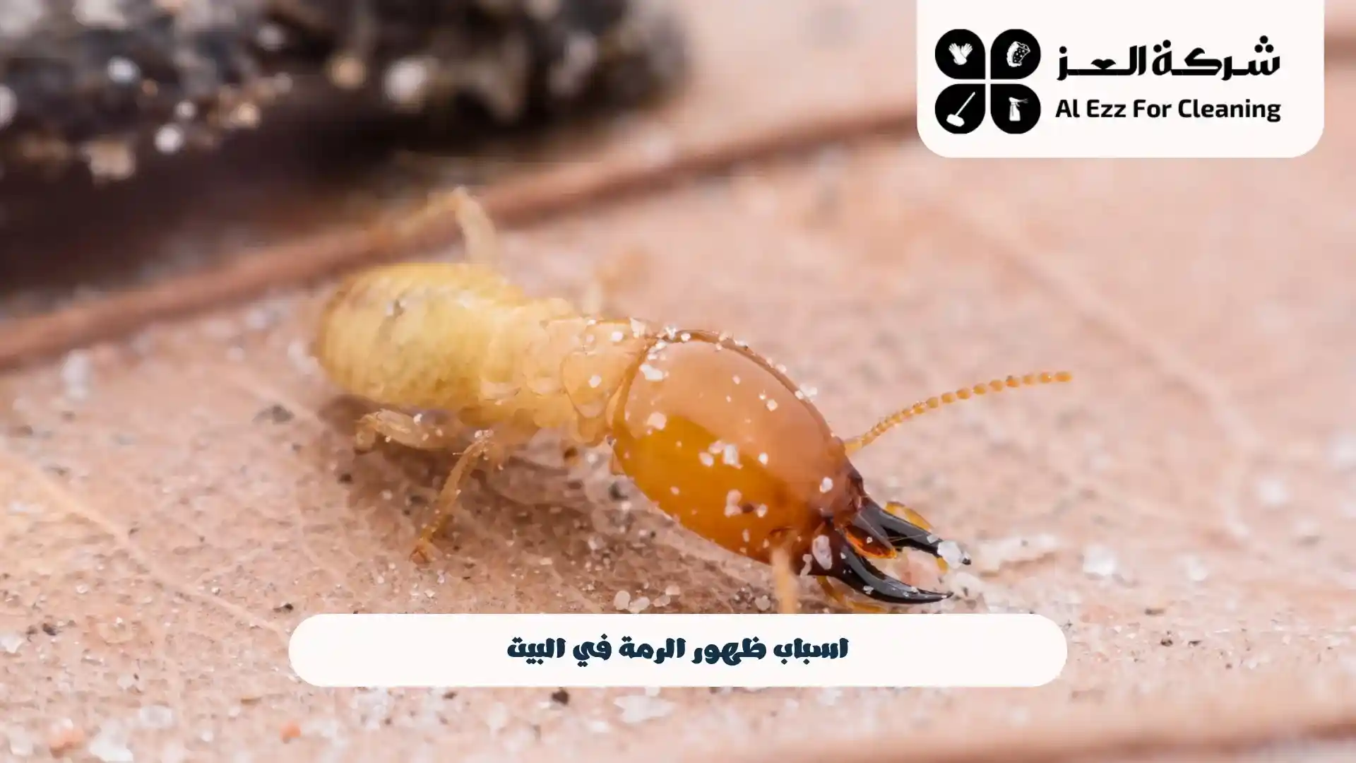 علامات تدل على وجود الرمة في المنزل